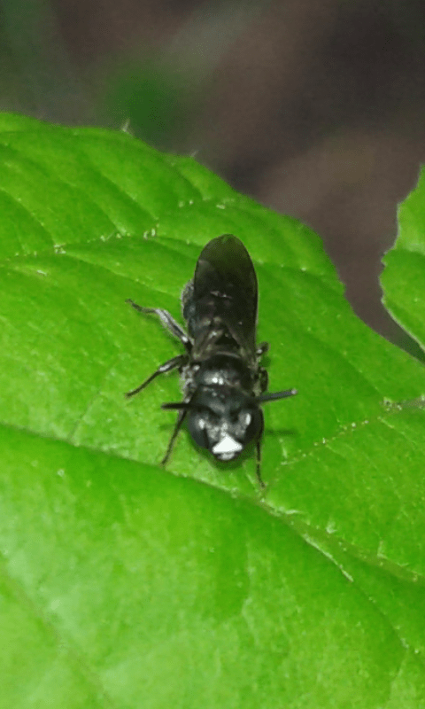 Apidae : Ceratina sp.? 1